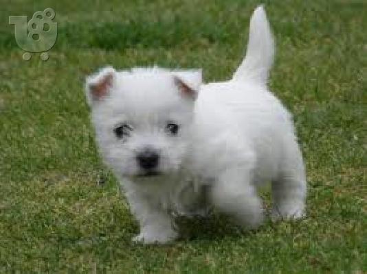 PoulaTo: west highland terrier